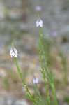 Narrowleaf vervain